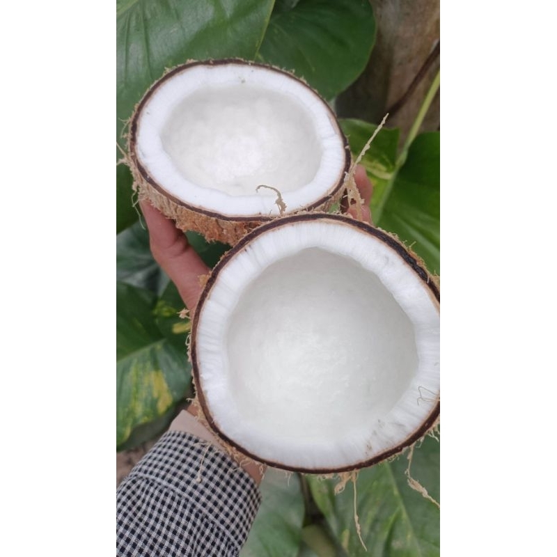1x husked coconut for making coconut milk, High-quality mature coconuts, Delicious and creamy coconu