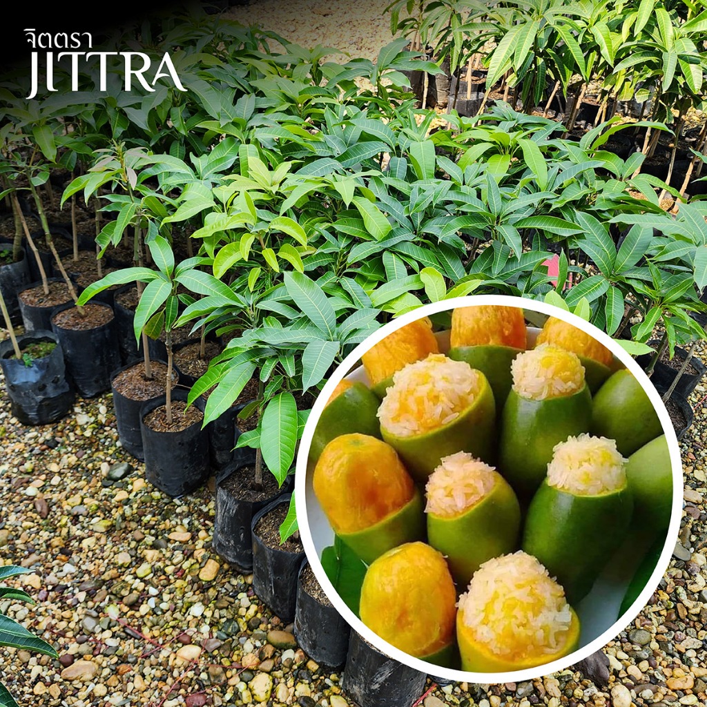 จิตตรา ต้นพันธุ์มะม่วงกะล่อนโบราณ เสียบยอดสูง 60-80 cm ปลูกปีเดียวติดลูกพร้อมส่ง เคลมฟรีต้นเตี้ยผลดก