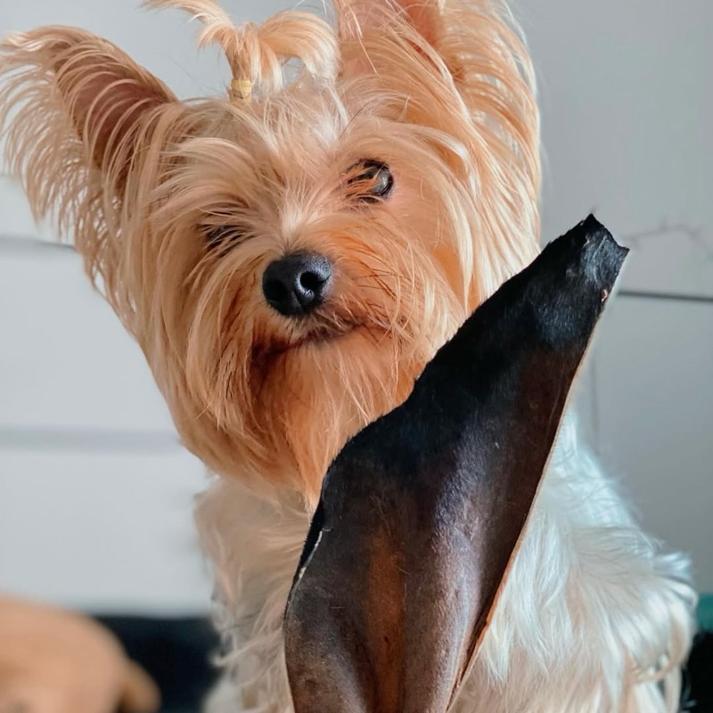 หูวัวแผ่น หูวัวหั่นยาว หูวัวเต็มใบ หูวัวอบแห้ง Cow Ear and Whole Ear ขนมน้องหมา Hoya Barkery