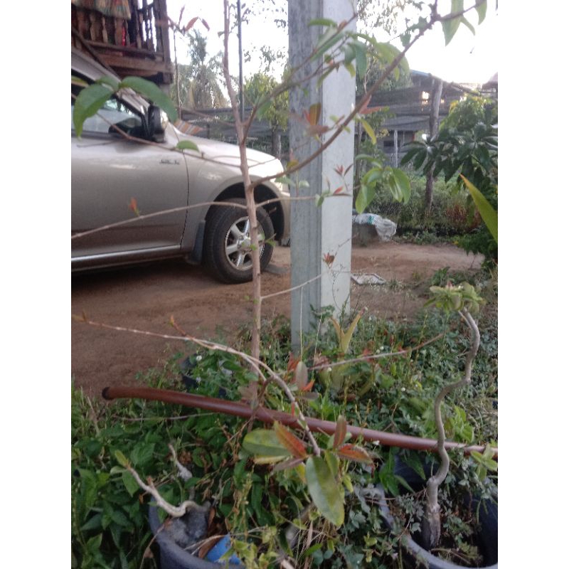 ต้นตอผักติ้วยอดแดงแบบขุดต้นมาปักชำ - รูปที่ 2