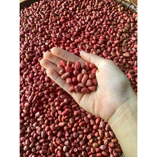 เมล็ดพันธุ์ถั่วลิสง สข.38 บรรจุ 500 กรัม แห้งแกะเปลือก งอกดีมากก