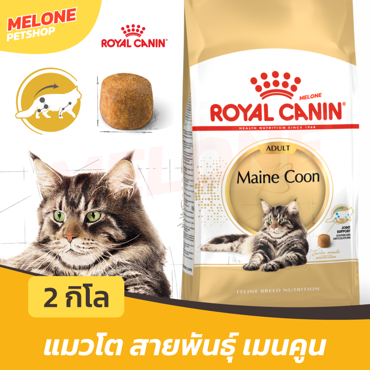 Royal Canin Maine Coon Adult อาหารแมว แมวโต พันธุ์ เมนคูน อาหารแมว อายุ 15 เดือน ขึ้นไป ขนาด 2 กิโลกรัม