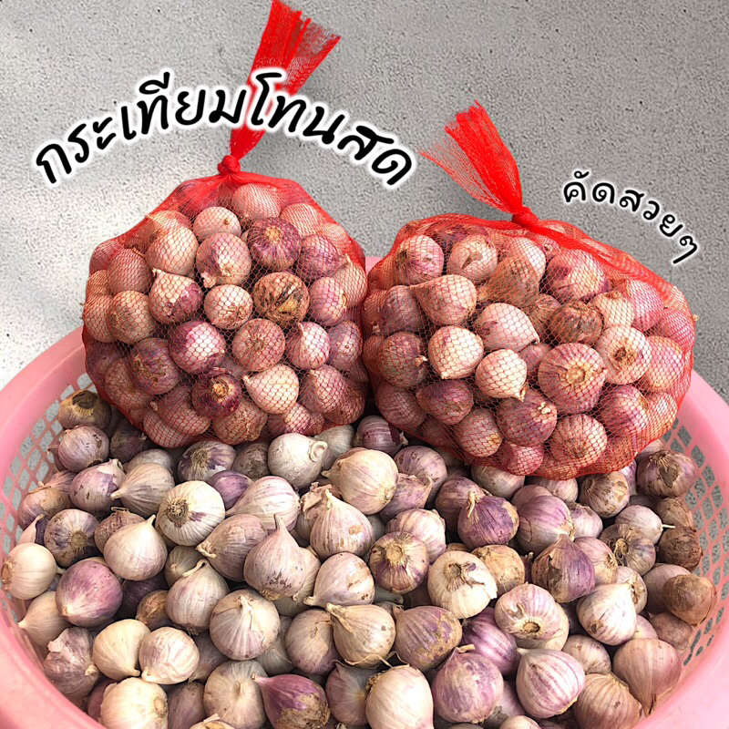 กระเทียมโทนสด คัดสวย ศรีสะเกษ