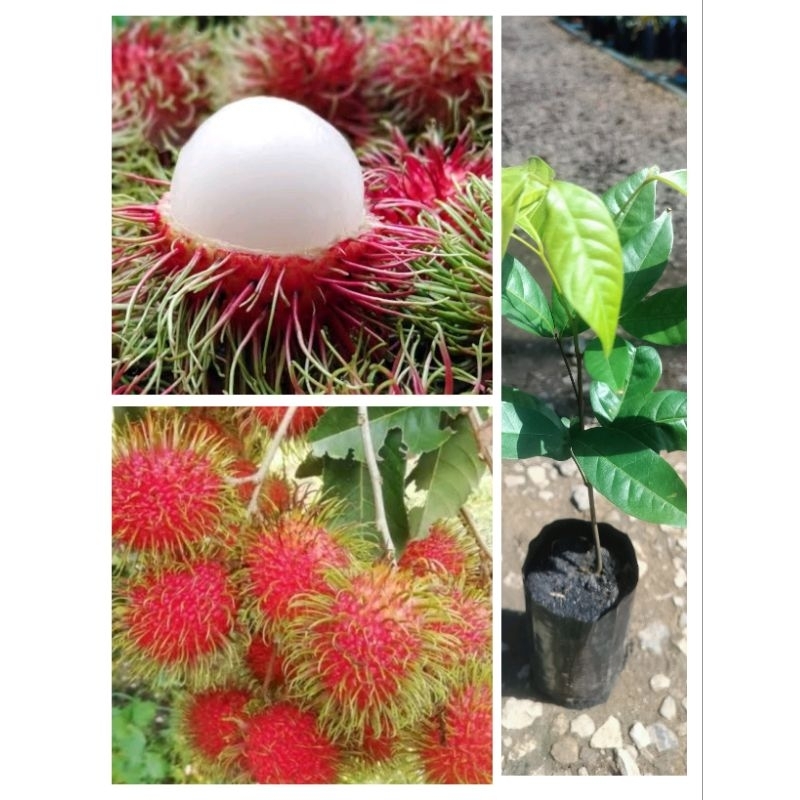 ต้นเงาะโรงเรียนนาสาร แบบเพาะเมล็ด ต้นพร้อมปลูก ซื้อ 2 ต้นแถม 1 ต้น