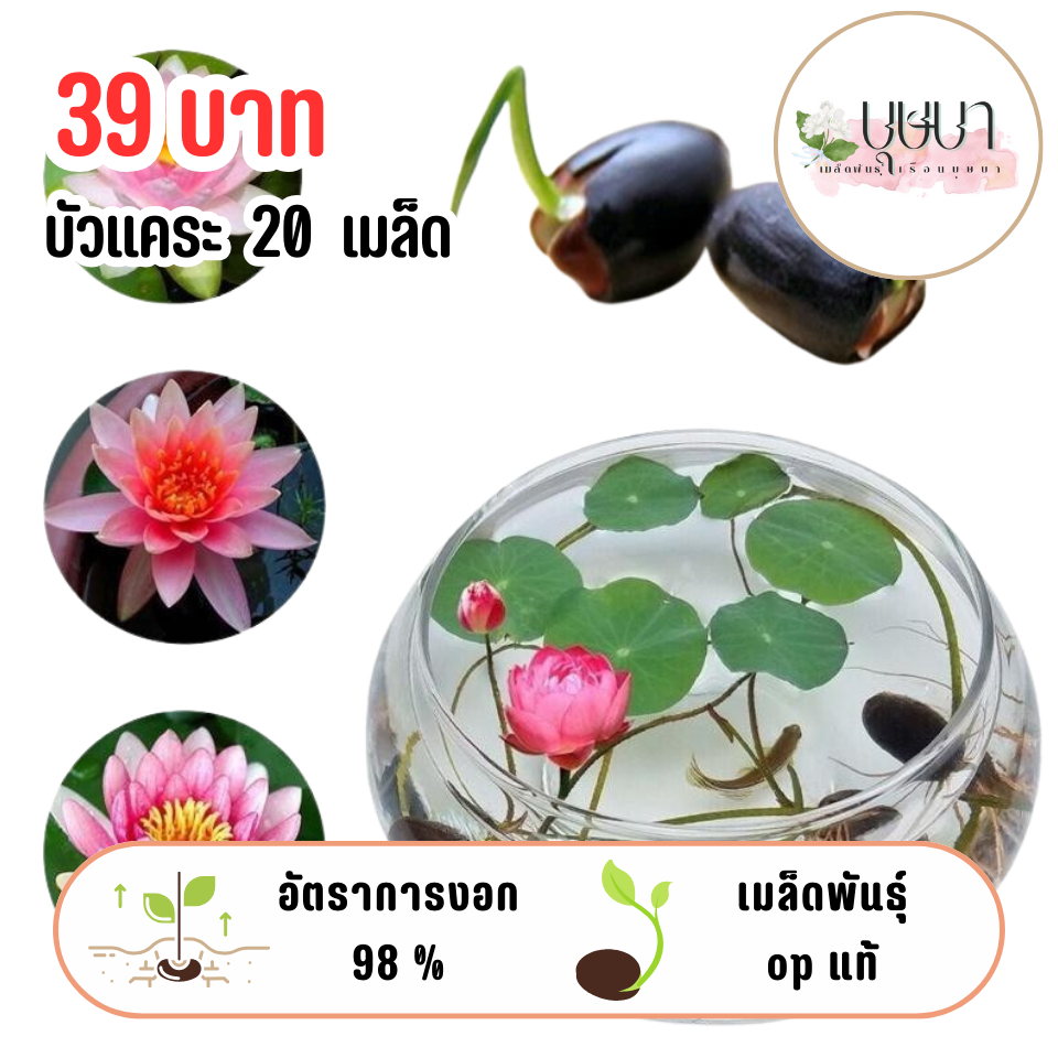 เมล็ดบัวแคระ 39 บาท 20เมล็ด
