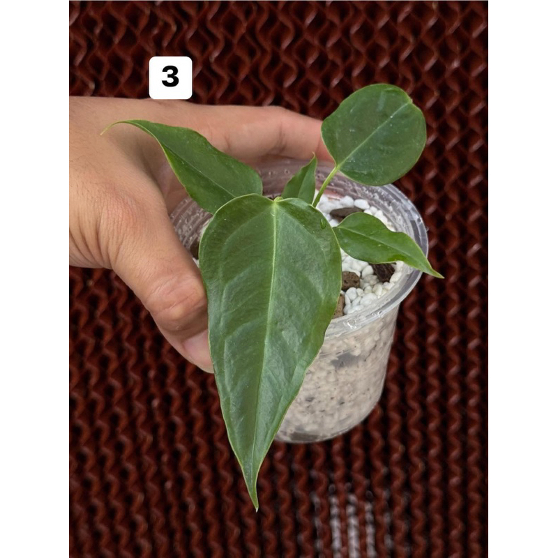 Anthurium Veitchii (king) คิง