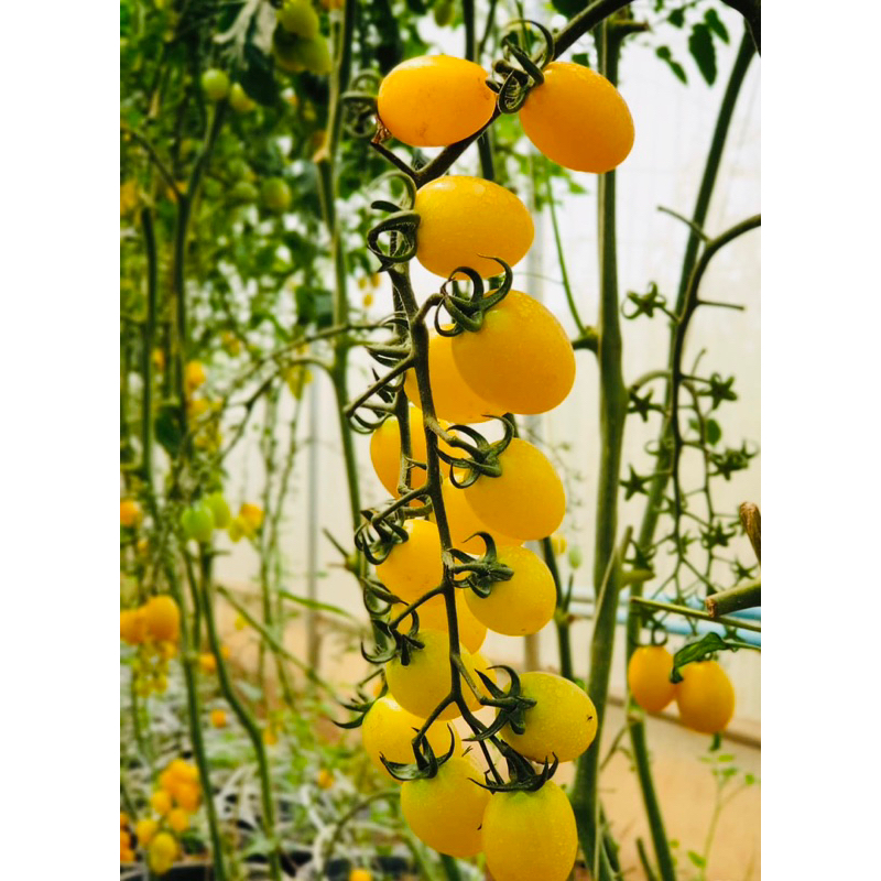 ต้นกล้า🍒มะเขือเทศทานสด🍅ปลูกไว้เก็บลูกกินตลอดทั้งปียังเก็บจำหน่ายได้✅🍑ปลอดภัยจากสารพิษ2สี (เหลือ/แดง)
