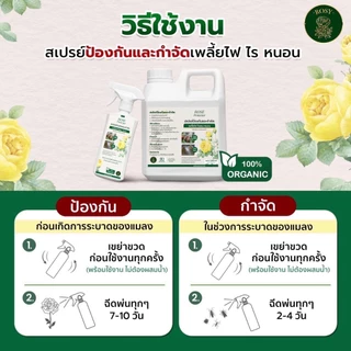 Rosy เซ็ตคู่หู [สเปรย์เพลี้ยเขียว + สเปรย์บำรุง] ป้องกันและกำจัดเพลี้ยไฟ ไร หนอน บำรุงกุหลาบเร่งด่วนหลังหายจากโรคและแมลง