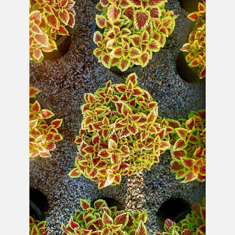 ต้นฤาษีผสม (กระถาง 8นิ้ว) ไม้ประดับ ใบสีจะเปลี่ยนตามสภาพอากาศ ใบสวย ต้นแข็งแรง รากแน่น พร้อมปลูก - รูปที่ 2