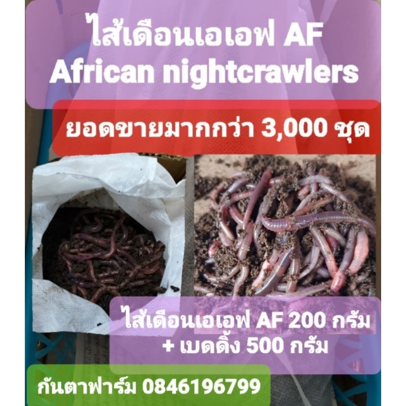 African nightcrawlers,ไส้เดือนเอเอฟ