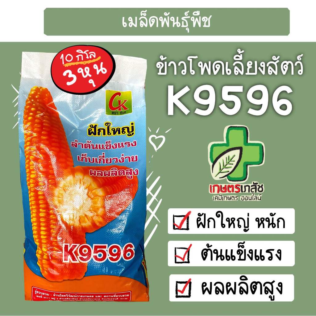 เมล็ดพันธุ์ข้าวโพดเลี้ยงสัตว์ 9596 ซีเค K9596 ตราซีเค