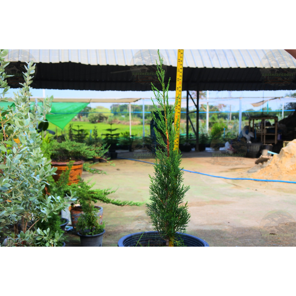 [พร้อมส่ง] ต้นสนดินสอ Italian Cypress, Pencil Pine ความสูง 55 cm เป็นไม้หายาก ราคา ถูกที่สุด ดีลบีเคเค แกลเลอรีภาพที่ 8