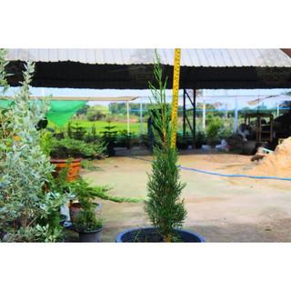 [พร้อมส่ง] ต้นสนดินสอ Italian Cypress, Pencil Pine ความสูง 55 cm เป็นไม้หายาก