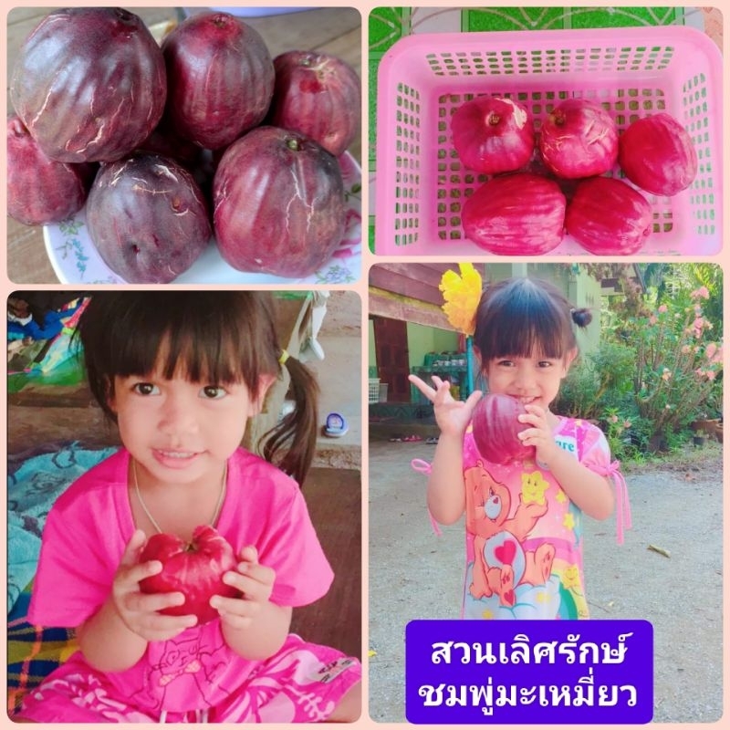 ชมพู่มะเหมี่ยว,ชมพู่มะเหมี่ยวไทยโบราณ..ต้นเพาะเมล็ดขนาดจิ๋ว.(ชุดละ 2ต้น.89 บาท)