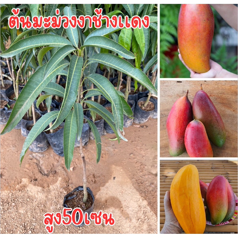 ต้นมะม่วงงาช้างเเดง ต้นเสียบยอด 1-2ปีติดผล พร้อมปลูกครับ