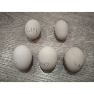 ไข่เชื้อ ✅ ไก่ซิลกี้ ขนฟู คละสี สำหรับฟักในตู้ฟัก  แพ็คละ 5ใ…