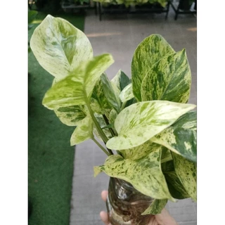 พลูด่าง/พลูด่างราชินีหินอ่อนMarble Queen กระถาง3-8นิ้วและแบบกิ่งตัดสด