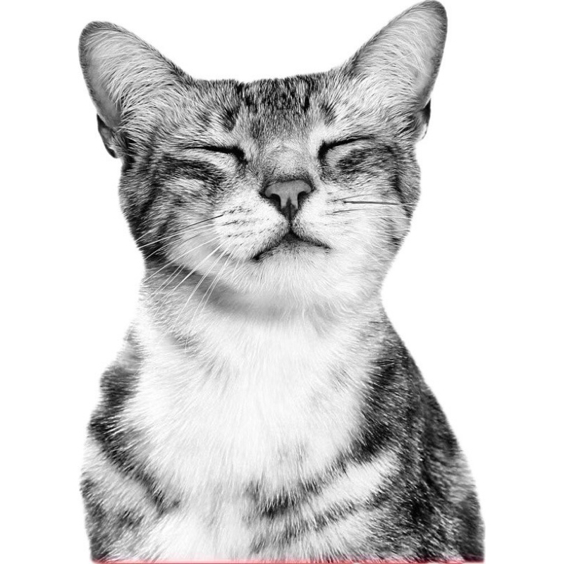 [ถูกที่สุด ชัวร์] ROYAL CANIN รอยัล คานิน อาหารแมว PREMIUM นำเข้า กระสอบ 8-10kg รูปที่ 2