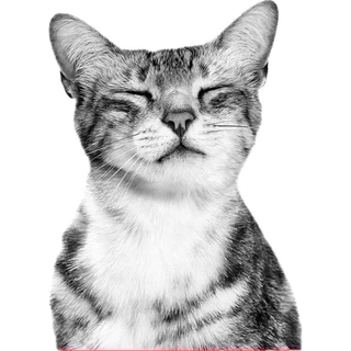 [ถูกที่สุด ชัวร์] ROYAL CANIN รอยัล คานิน อาหารแมว PREMIUM นำเข้า กระสอบ 8-10kg