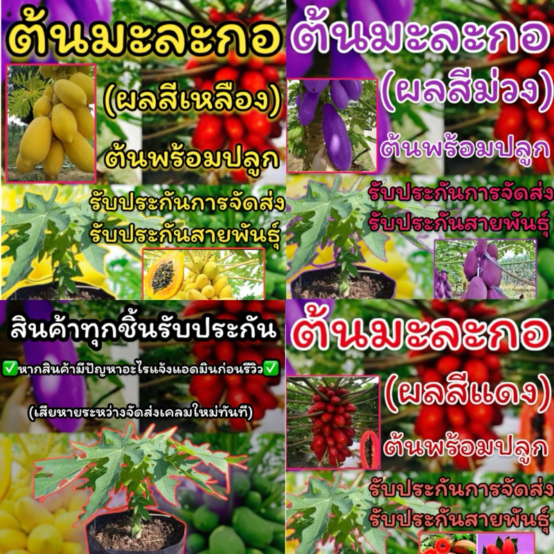 🔥ขายดี🔥ต้นมะละกอ-เมล็ด สายพันธุ์หายากนำเข้าจากต่างประเทศ รับประกันการจัดส่ง รับประกันสายพันธุ์ มะละกอสีม่วง มะกอสีแดง