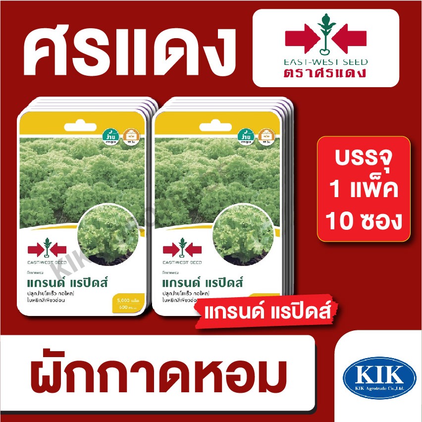 เมล็ดพันธุ์ ผักซอง ศรแดง ผักกาดหอม แกรนด์แรปิดส์GG OP บรรจุแพ็คละ 10 ซอง
