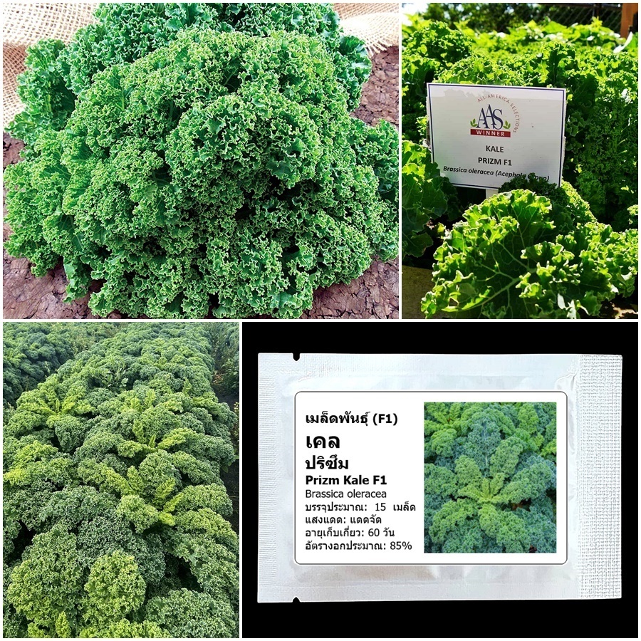 เมล็ดพันธุ์เคล ปริซึม Prizm Kale F1 Seed 15 เมล็ด คุณภาพดี ของแท้ 100%