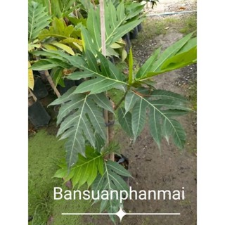 ต้นสาเก พันธุ์ข้าวเหนียว ต้นกิ่งตอน สูง 70-90 ซม.