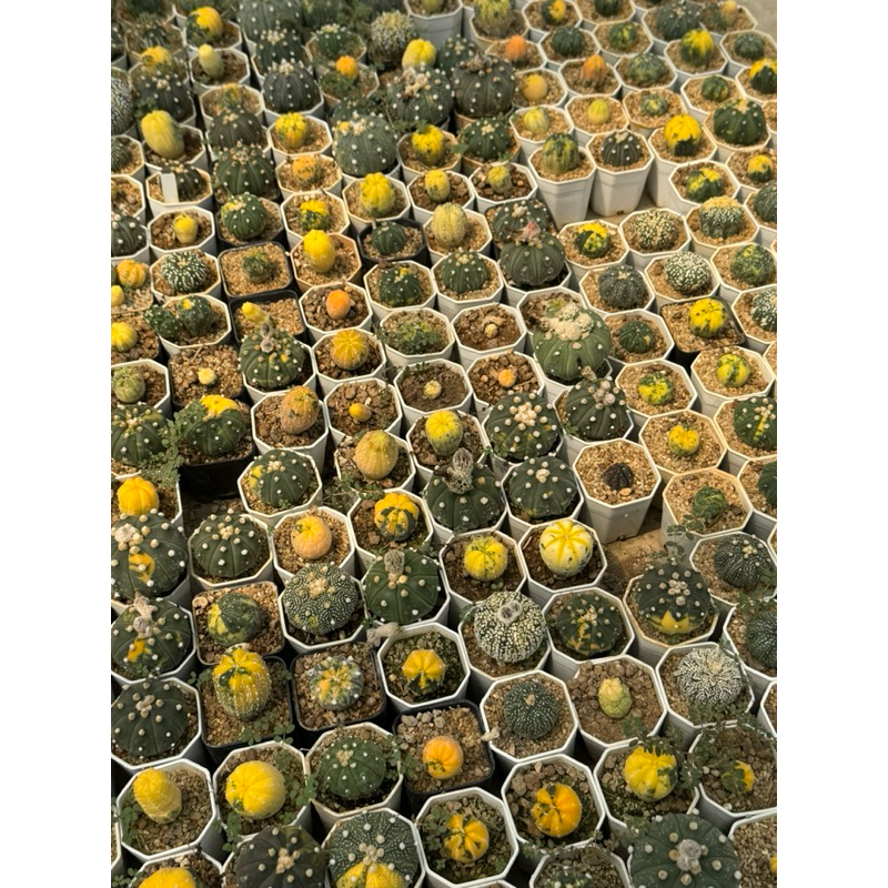 แอสโตรด่างเหลือง สีสวยมาก Astrophytum Asterias Variegated