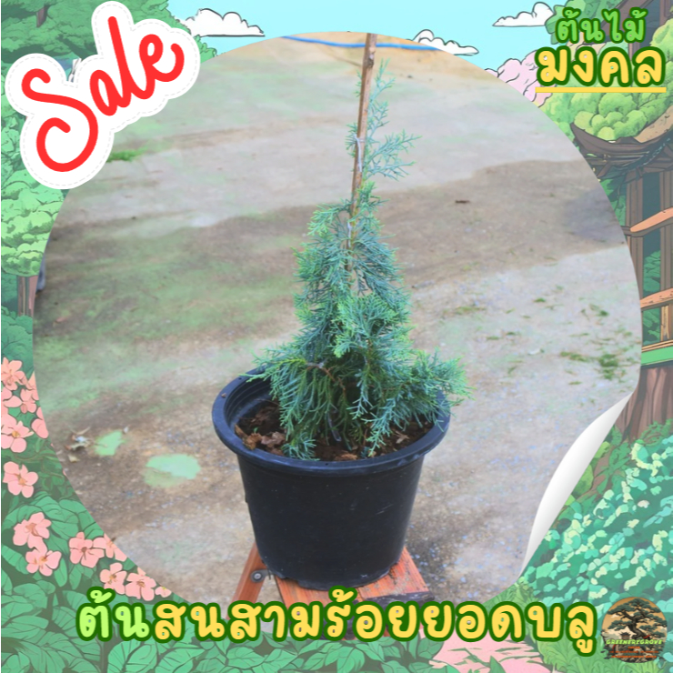 [พร้อมส่ง] ต้นสนสามร้อยยอดบลู ขนาดความสูง 40 cm เป็นไม้พุ่มแน่น ไม้สวยงาม