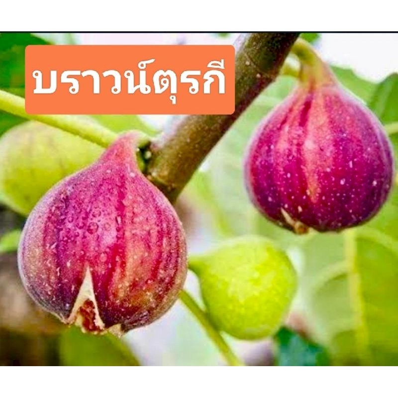 ต้นมะเดื่อฝรั่ง บราวน์ตุรกี Brown Turkey Fig ลูกใหญ่ ดก หวานหอม
