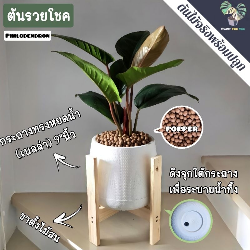 ต้นรวยโชค (Philodendron 'Rojo Congo')(ต้นไม้มงคล/ต้นไม้ฟอกอากาศ) พร้อมกระถาง+เม็ดPopper+ขาตั้งไม้สน