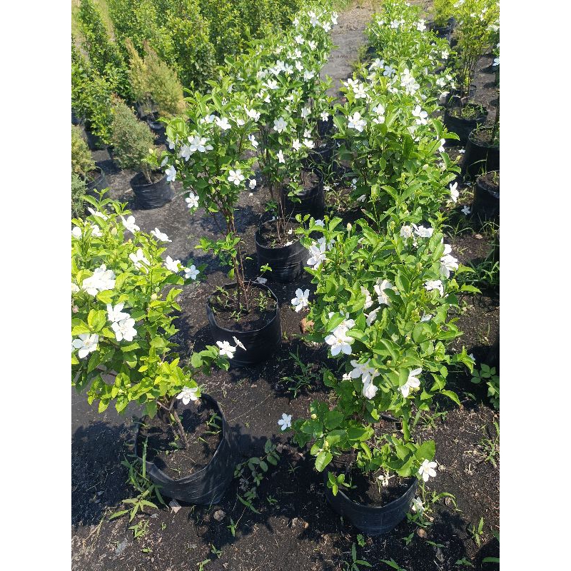 แพ็คคู่ ต้นพุดพิชญา ส่งแบบติดดอก 60-80 c.m. ไม้แดด ออกดอกทั้งปี