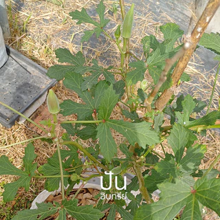 🏅เมล็ดนำเข้า เมล็ดกระเจี๊ยบ เขียว Clemson Spineless Okra seed (Organic Seed) AAS ไร้ขนแหลม ปันอินทรีย์