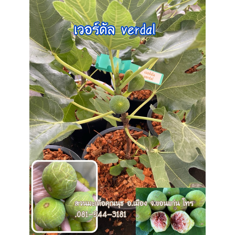 ต้นมะเดื่อฝรั่ง เวอร์ดัล ติดผลแล้ว ขอดูต้นจริงได้ค่ะ กระถาง12“, verdal fig tree in pot.