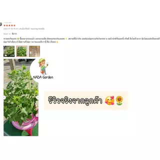 เมล็ดพันธุ์ ทานตะวันแคระ 50เมล็ด (Dwarf sunflower 50 seed)