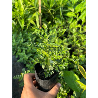 ต้นกล้ามะสัง ชุด 4 ต้น