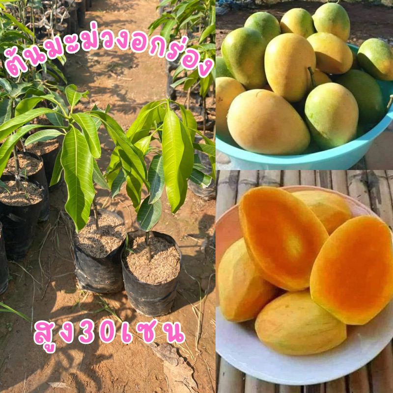 ต้นมะม่วงอกร่อง แบบเสียบยอด ต้นละ98บาท พันธุ์แท้100% ต้นสวยพร้อมส่ง