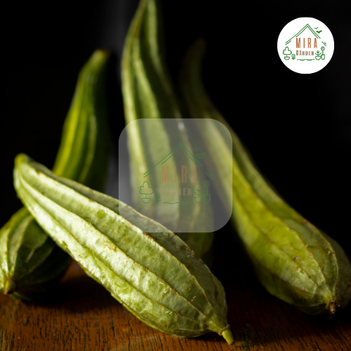 เมล็ดพันธุ์บวบเหลี่ยม 20 เมล็ด - รูปที่ 3