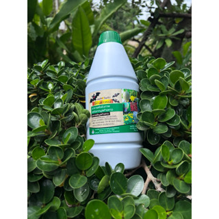 ขี้ค้างคาวทองฝาเขียว สูตรบำรุงพืช เร่งโต เร่งดอก ป้องกันดอกร…