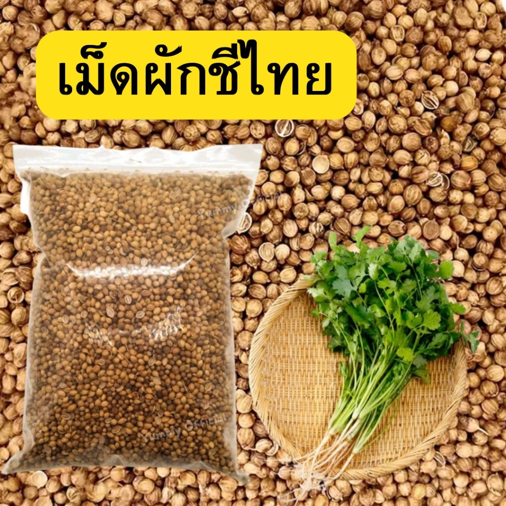 📢ส่งเร็ว💯เมล็ดผักชีไทย ปรุงอาหาร ปลูกขยายพันธุ์ ปลูกง่าย งอกดี ใช้ปรุงอาหาร หมักเนื้อ ดับกลิ่นคาว สมุนไพร เม็ดผักชีจีน