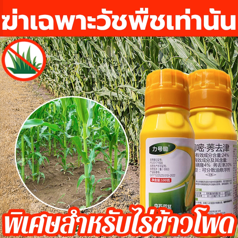 🌽ฆ่าแค่วัชพืชไม่ทำลายข้าวโพดยาชุดข้าวโพด（นิโคซัลฟูรอน4%+อาทราซีน20%）ความเข้มข้นสูงตรงไปที่รากผลติดทนนาน