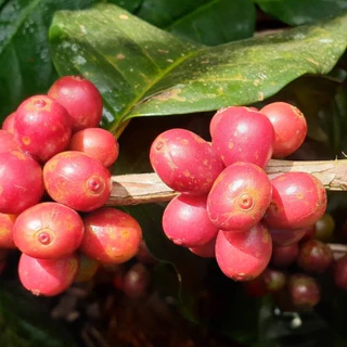 เมล็ดกาแฟ ขุนช่างเคี่ยน Washed Process คั่วกลาง - Khun Chang Kian Coffee Beans