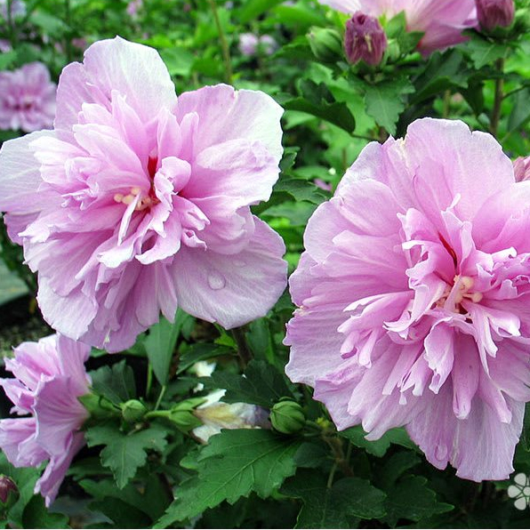 ชบาคาร์เนชั่น ดอกซ้อนสีม่วง สีชมพู สีขาว Purple Double Rose of sharon, Double Hibiscus