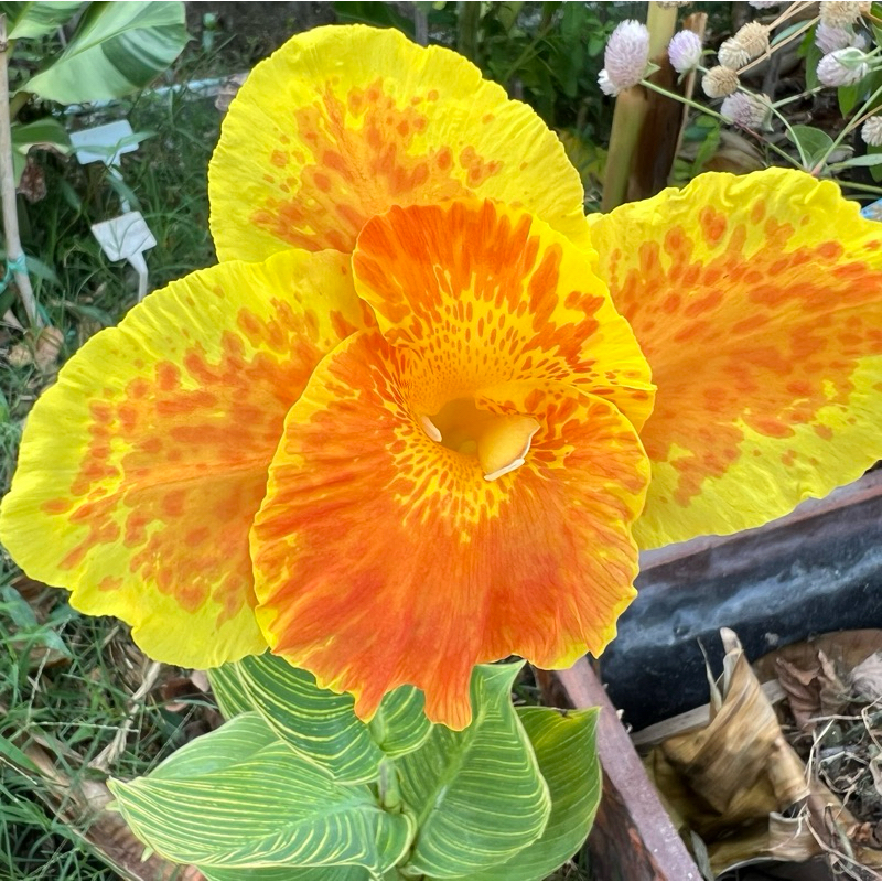 พุทธรักษาใบลายดอกสีเหลืองส้มลายจุด