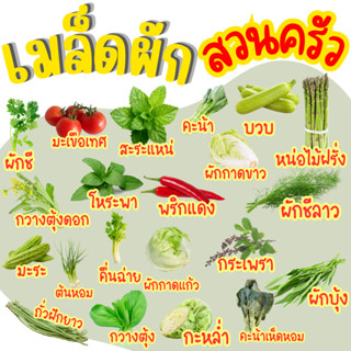 เมล็ดผักสวนครัว เมล็ดผักไทย ผักชี พริก กระเพรา บวบ มะระ มะเข…