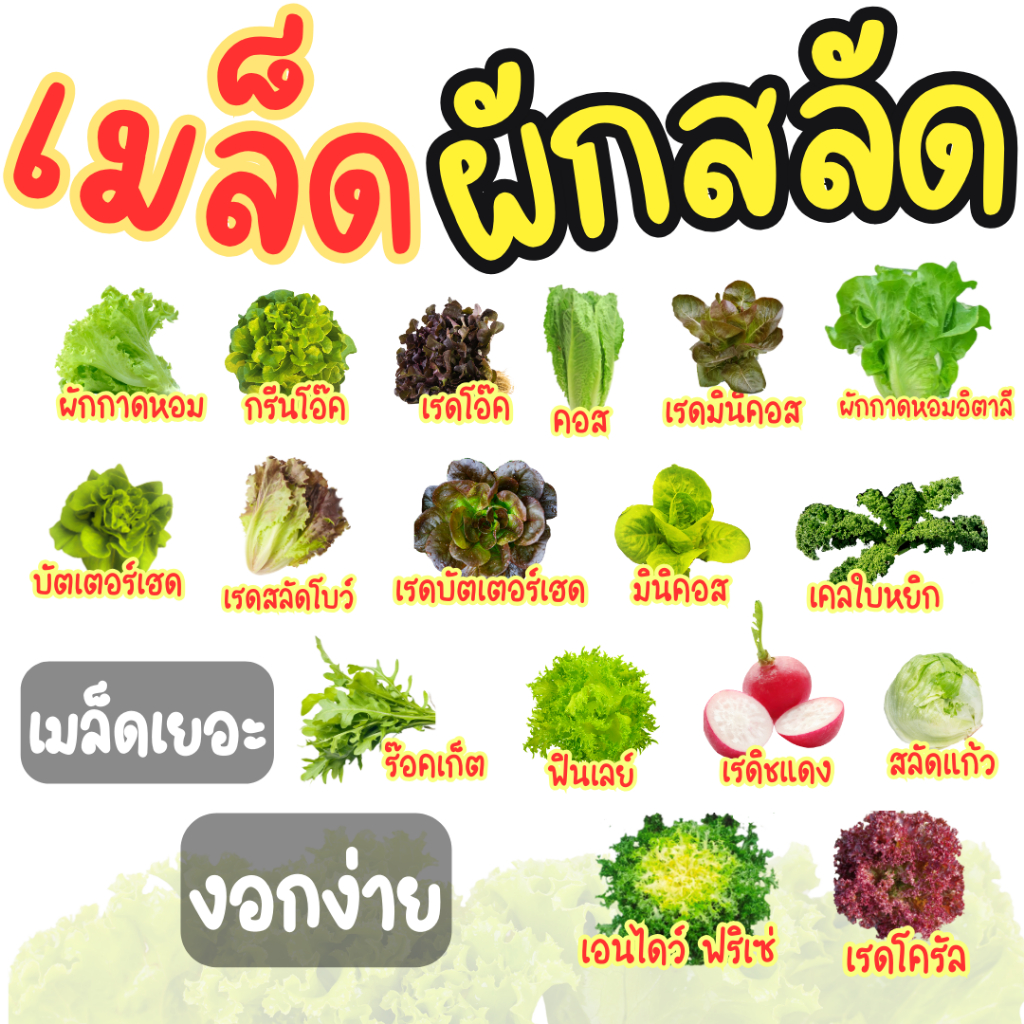 เมล็ดผักสลัด เมล็ดกรีนโอ๊ค เรดโอ๊ค คอส บัตเตอร์เฮด ฟินเล่ย์ อัตราการงอกดี ปลูกดิน และ ไฮโดรโปนิกส์