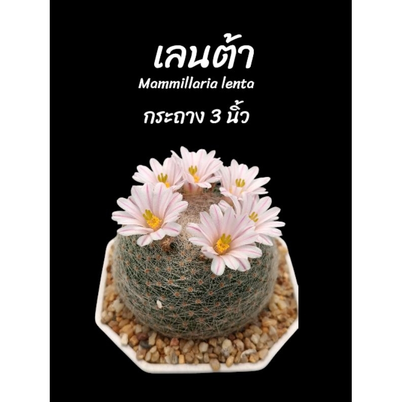 แลนต้า ไม้เมล็ด Mammillaria lenta