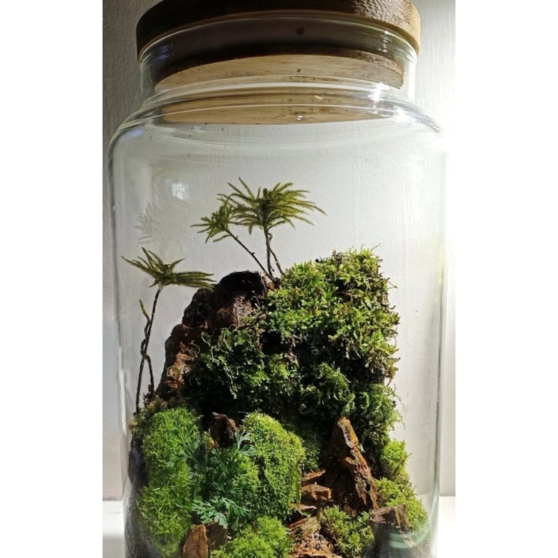 มอสต้นไม้ ไคลมาเซียม Climacium Dendroides , Pleuroziopsis Ruthenica จัดตู้เทอร์ราเรี่ยม ระบบชื้น Terrarium - รูปที่ 3