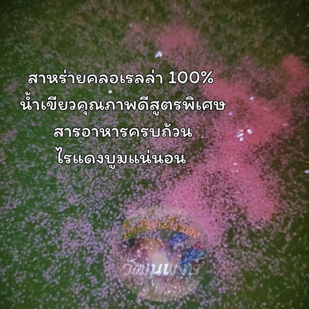 หัวเชื้อน้ำเขียวเข้มข้นมาก 1 แถม 1 สาหร่ายคลอเรลล่า 600 ml. ไรแดงโปรร้านเปิดใหม่แจกแถมสินค้าคุณภาพ thumbnail 3