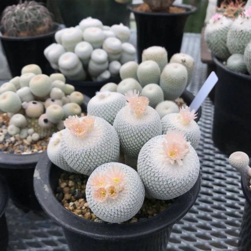 พร้อมส่ง ! อิพิ อิพิโบกิอาย epithelantha bokei